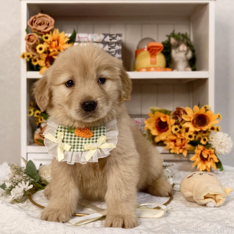 販売中の埼玉県のゴールデンレトリーバー-437472の4枚目