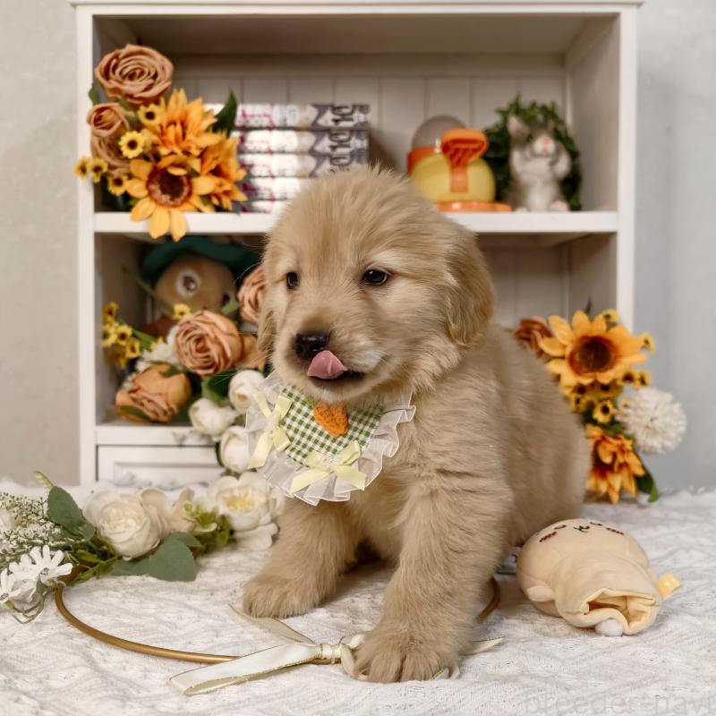 販売中の埼玉県のゴールデンレトリーバー-437472の3枚目