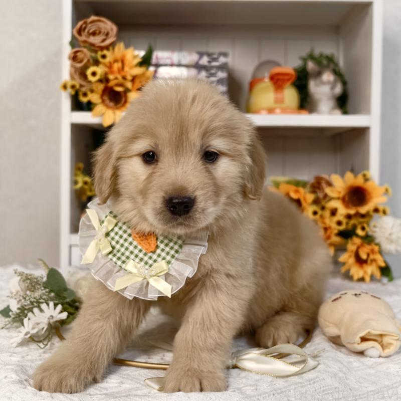 販売中の埼玉県のゴールデンレトリーバー-437472の2枚目