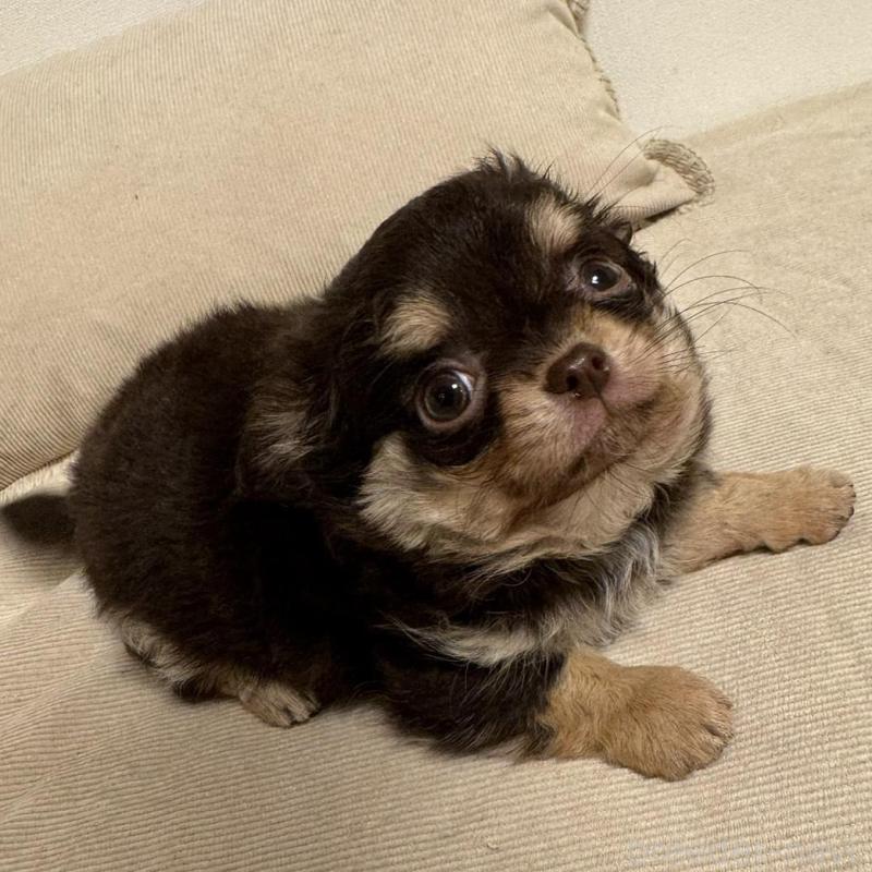 販売中の東京都のチワワ(ロングコート)-437471の3枚目