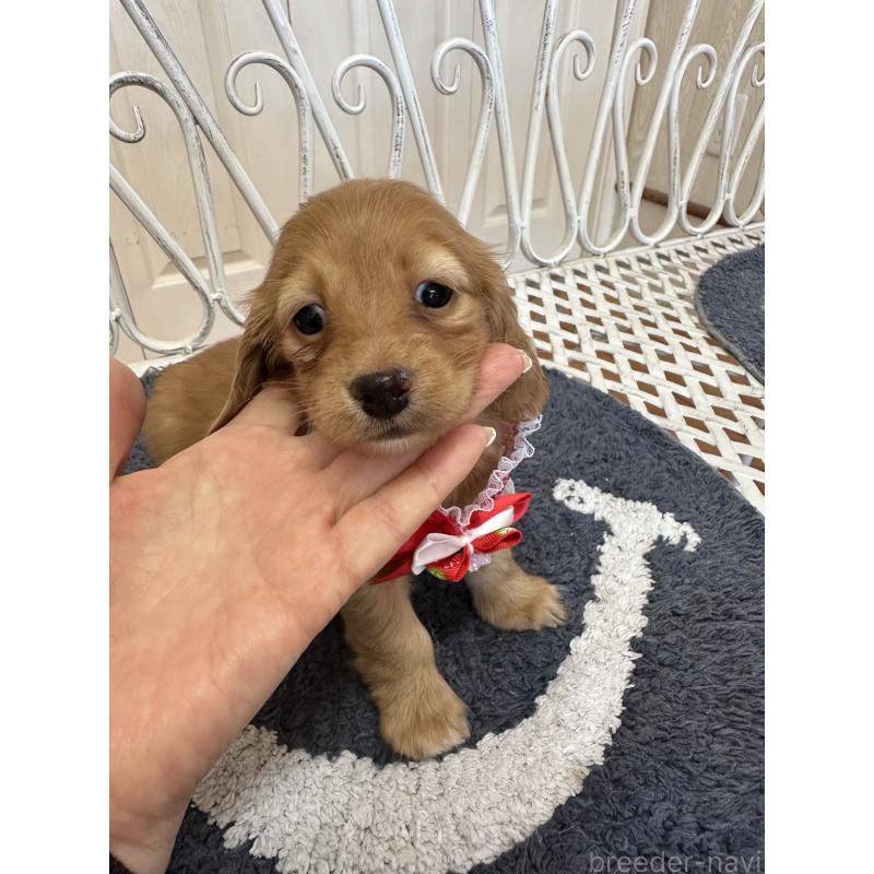 販売中の茨城県のミニチュアダックスフンド(ロングヘアード)-437479の4枚目