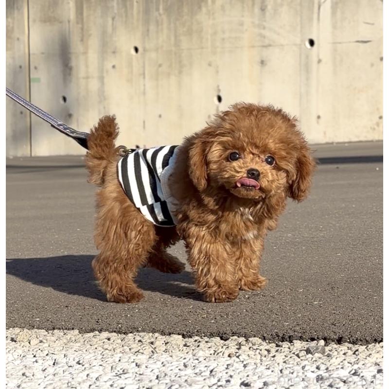 成約済の長崎県のタイニープードル-433875の8枚目