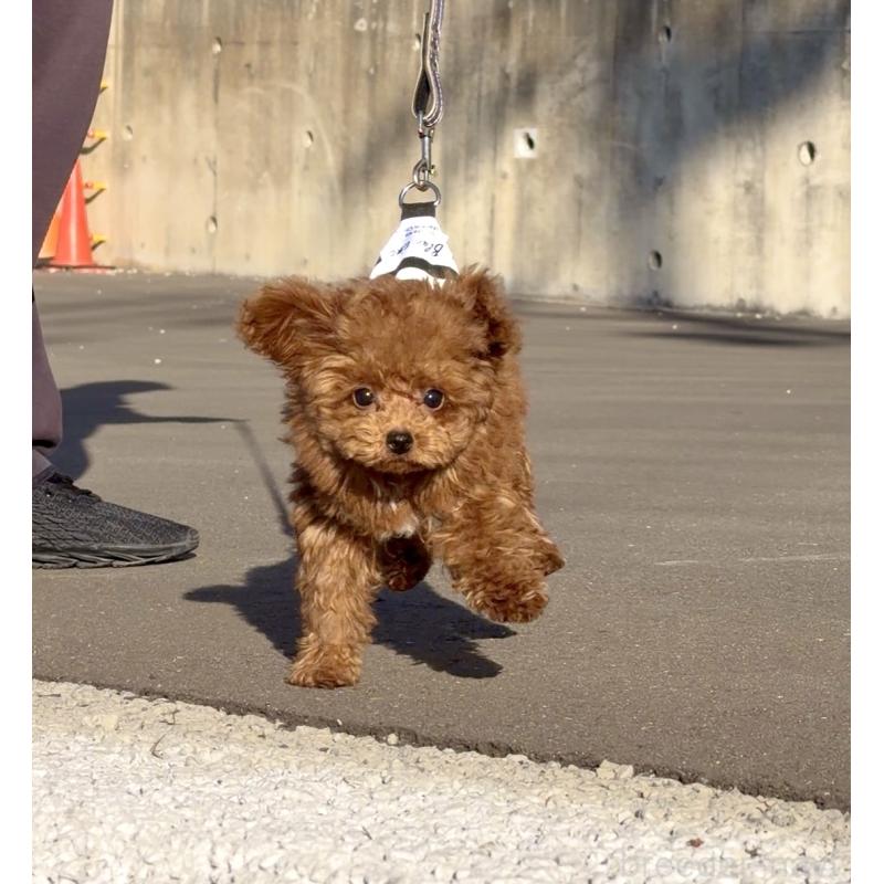 成約済の長崎県のタイニープードル-433875の5枚目