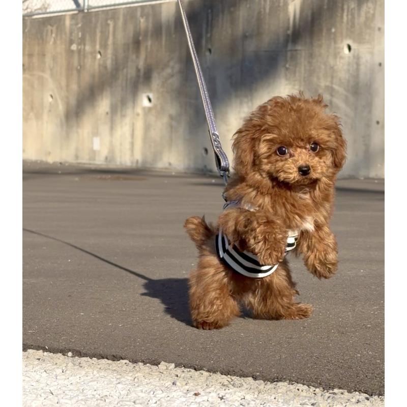 成約済の長崎県のタイニープードル-433875の4枚目