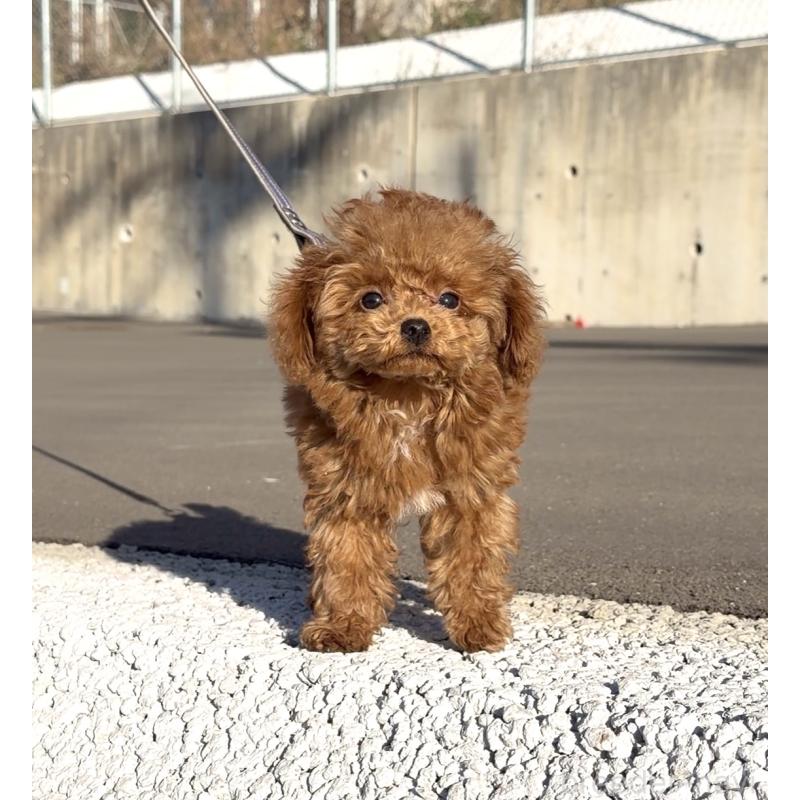 成約済の長崎県のタイニープードル-433875の3枚目