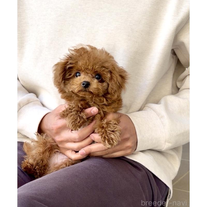 成約済の長崎県のタイニープードル-433875の2枚目