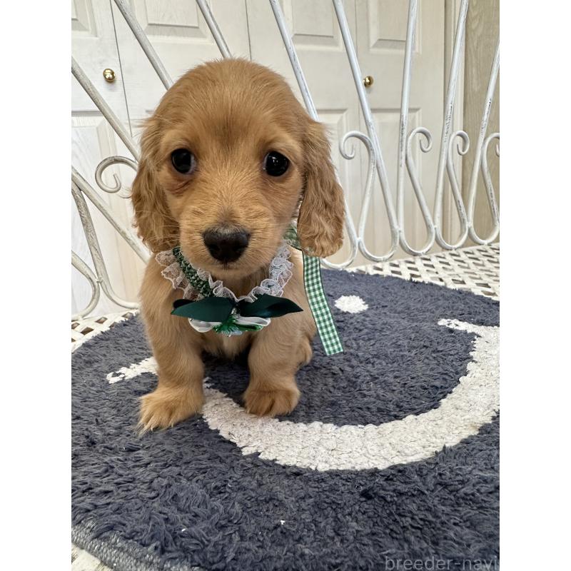 販売中の茨城県のミニチュアダックスフンド(ロングヘアード)-437481の4枚目