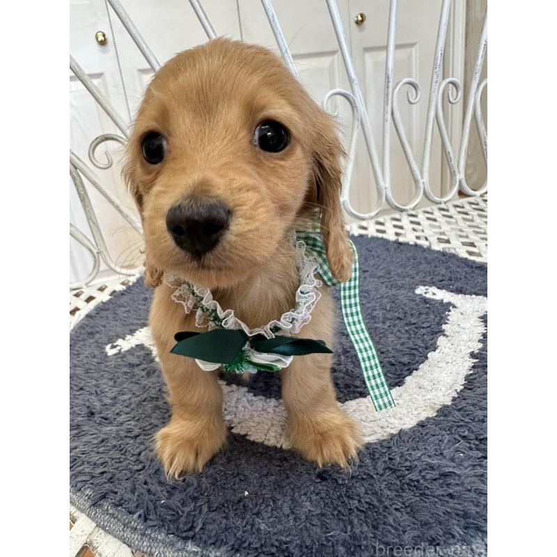 販売中の茨城県のミニチュアダックスフンド(ロングヘアード)-437481の3枚目