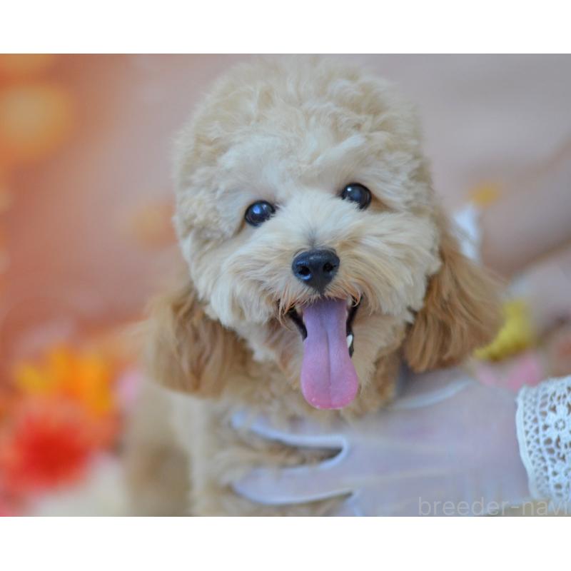 成約済の埼玉県のミックス犬-392914の5枚目