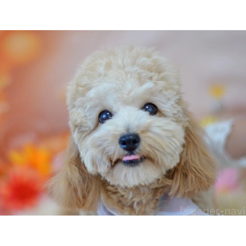 成約済の埼玉県のミックス犬-392914の3枚目