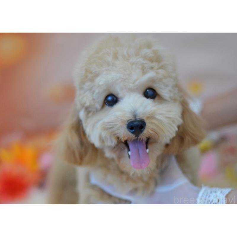 成約済の埼玉県のミックス犬-392914の2枚目