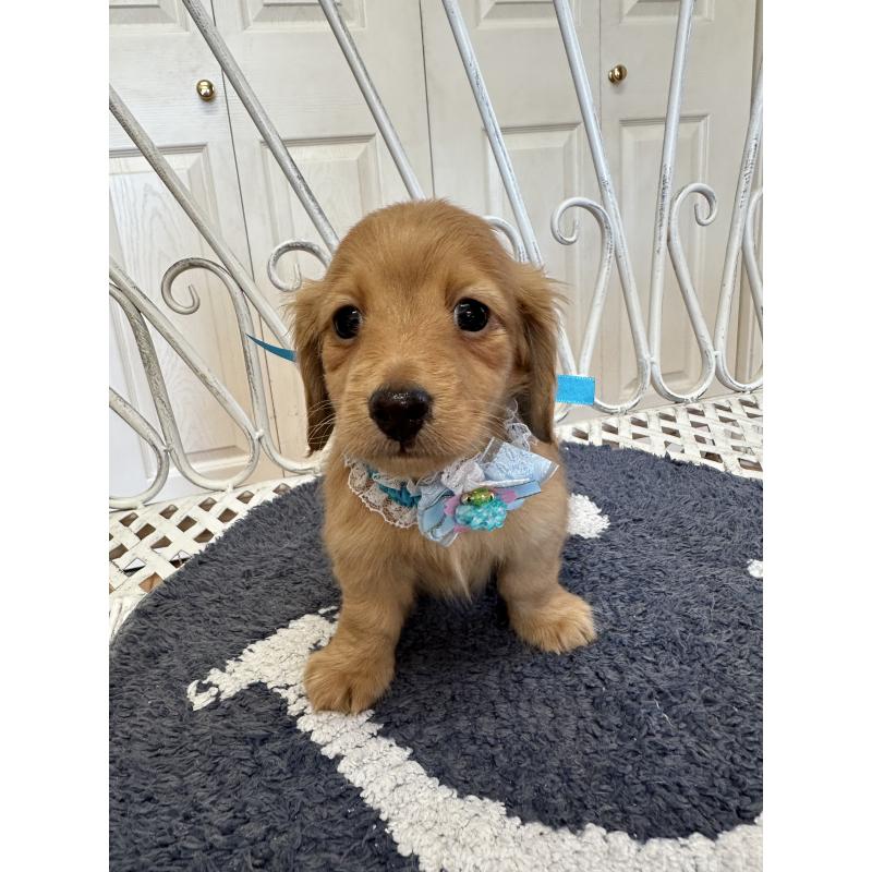 販売中の茨城県のミニチュアダックスフンド(ロングヘアード)-437483の4枚目