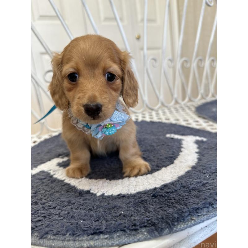 販売中の茨城県のミニチュアダックスフンド(ロングヘアード)-437483の3枚目