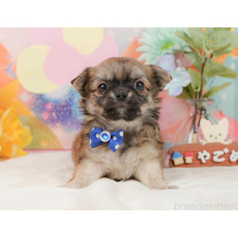 販売中の静岡県のチワワ(ロングコート)-437484の8枚目