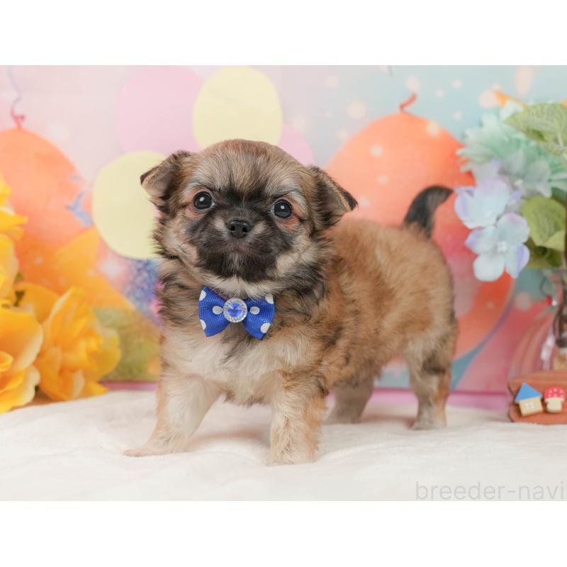 販売中の静岡県のチワワ(ロングコート)-437484の7枚目