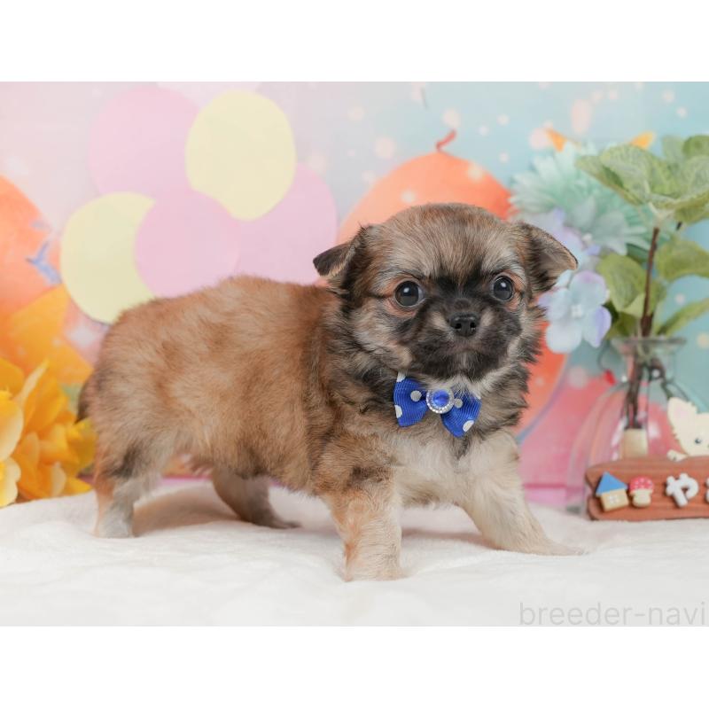 販売中の静岡県のチワワ(ロングコート)-437484の6枚目