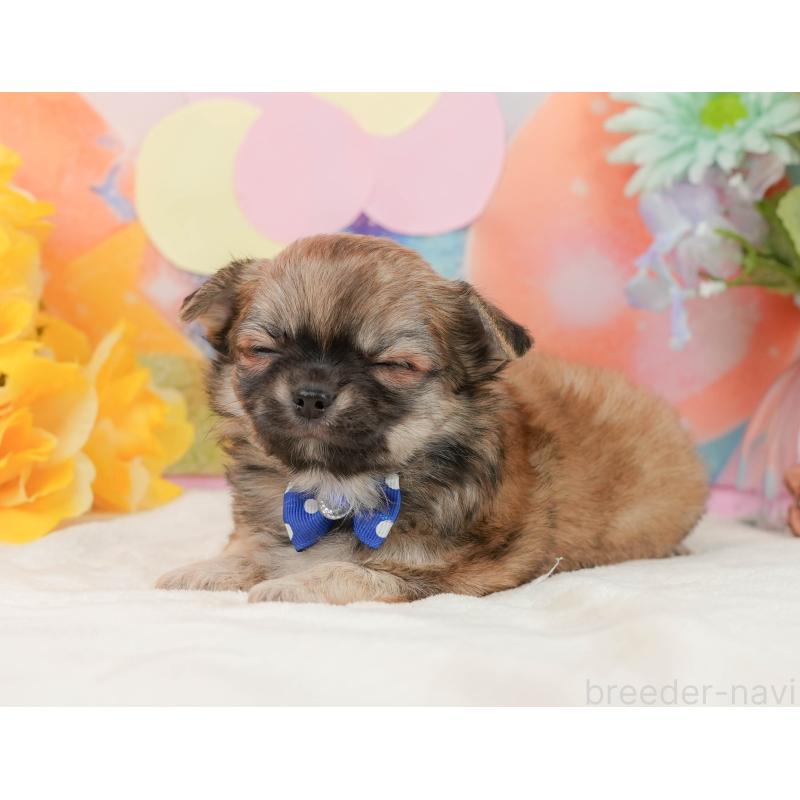 販売中の静岡県のチワワ(ロングコート)-437484の4枚目