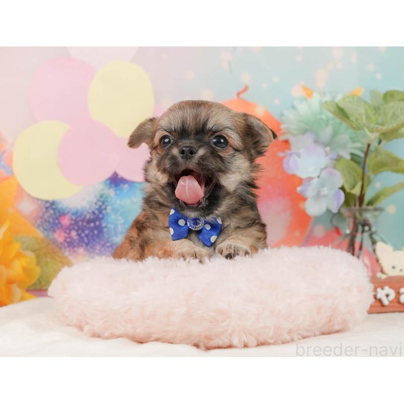 販売中の静岡県のチワワ(ロングコート)-437484の3枚目