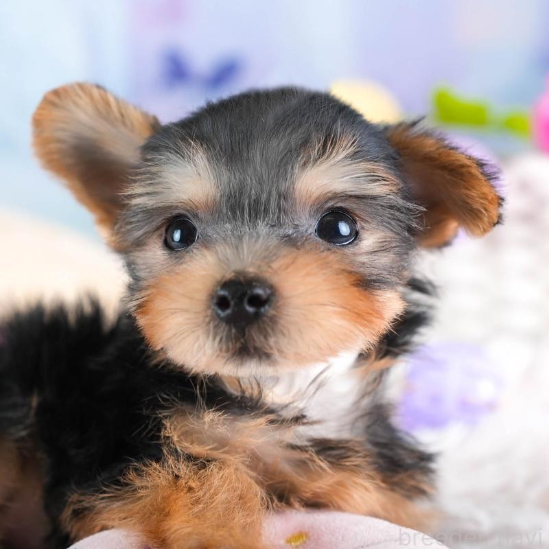 販売中の埼玉県のヨークシャーテリア-437486