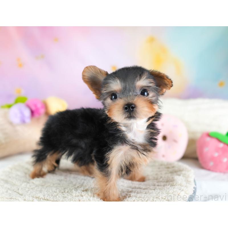 販売中の埼玉県のヨークシャーテリア-437486の11枚目