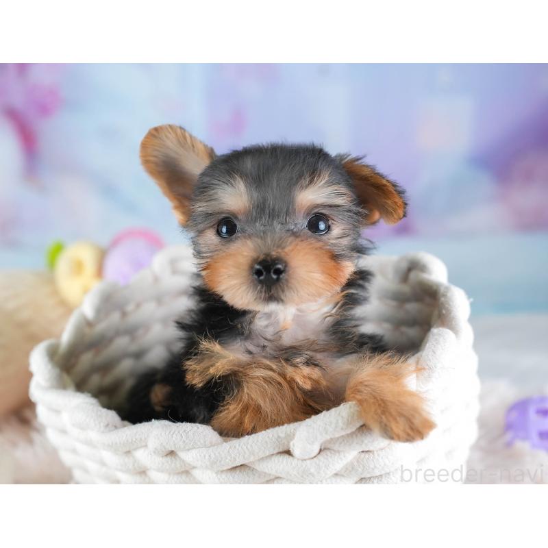 販売中の埼玉県のヨークシャーテリア-437486の9枚目