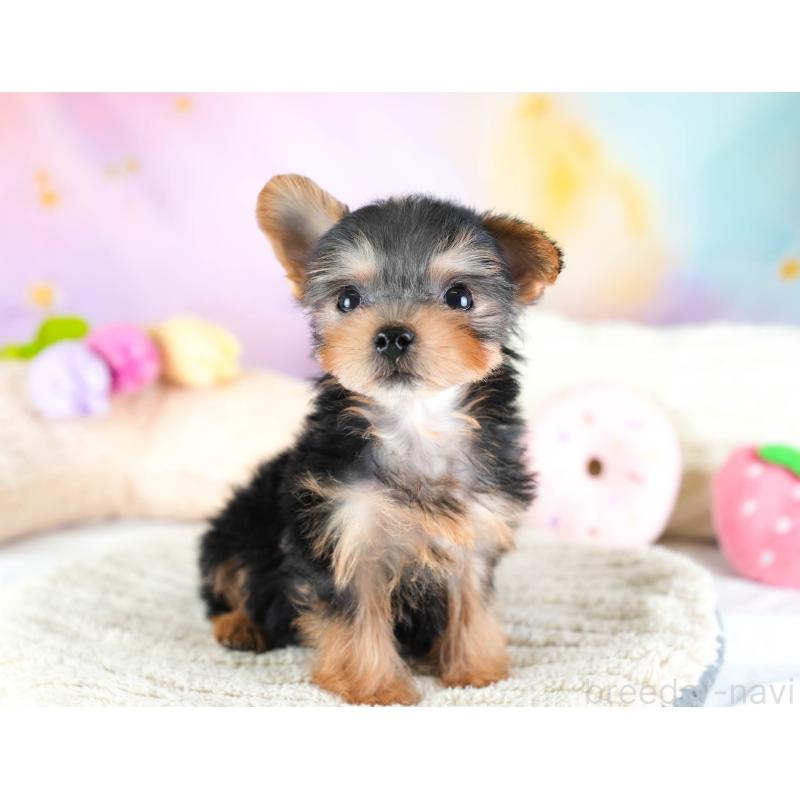 販売中の埼玉県のヨークシャーテリア-437486の8枚目