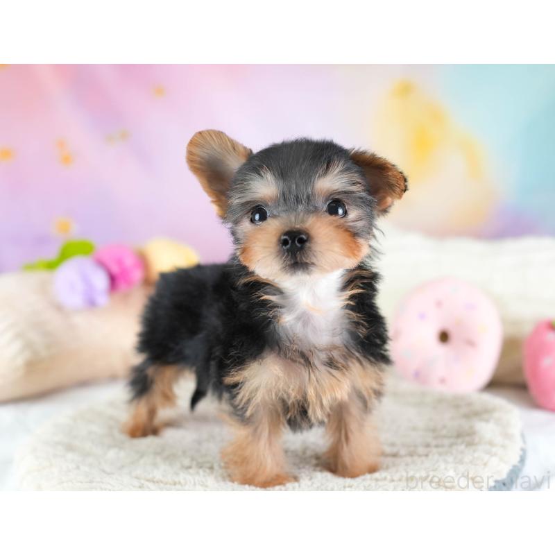 販売中の埼玉県のヨークシャーテリア-437486の7枚目