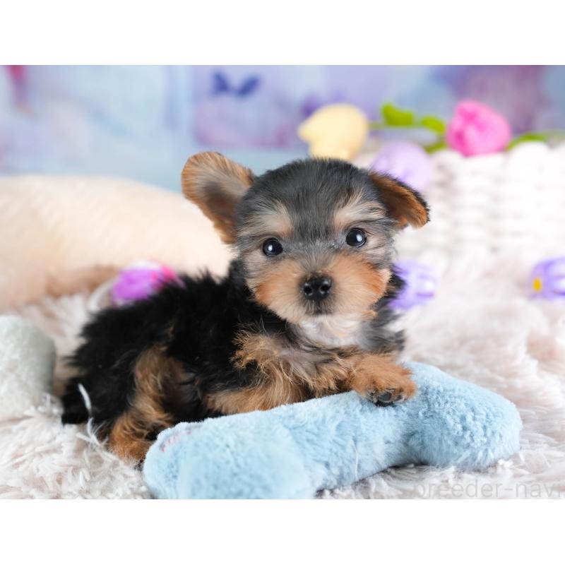 販売中の埼玉県のヨークシャーテリア-437486の6枚目