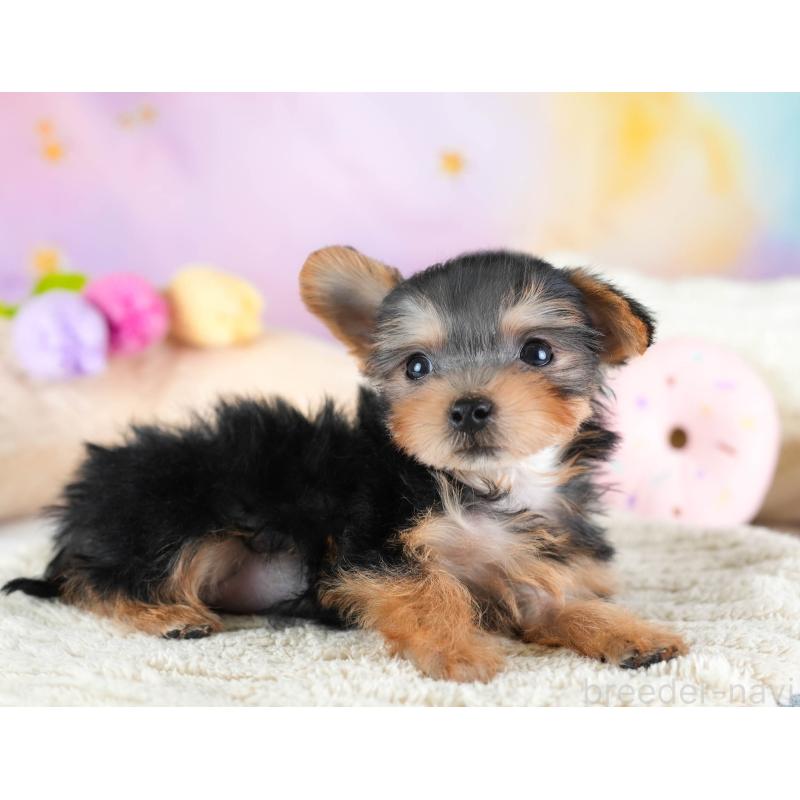 販売中の埼玉県のヨークシャーテリア-437486の5枚目