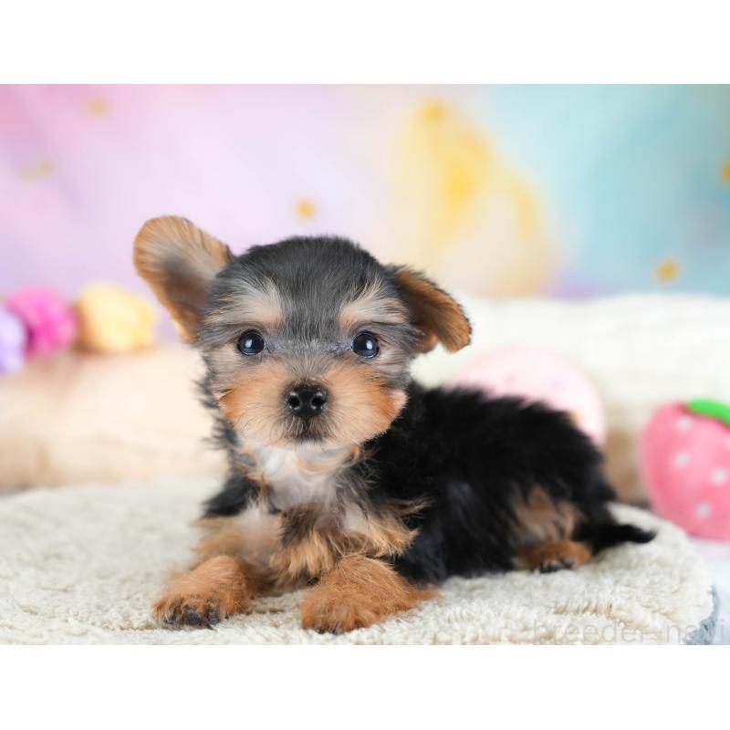 販売中の埼玉県のヨークシャーテリア-437486の4枚目