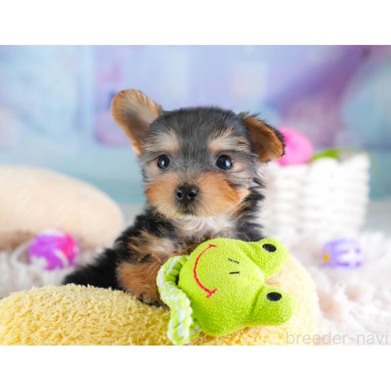 販売中の埼玉県のヨークシャーテリア-437486の3枚目