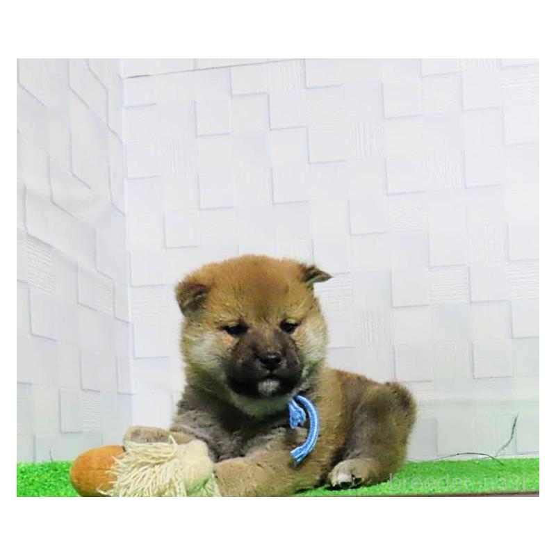 販売中の大阪府の柴犬-437494の19枚目