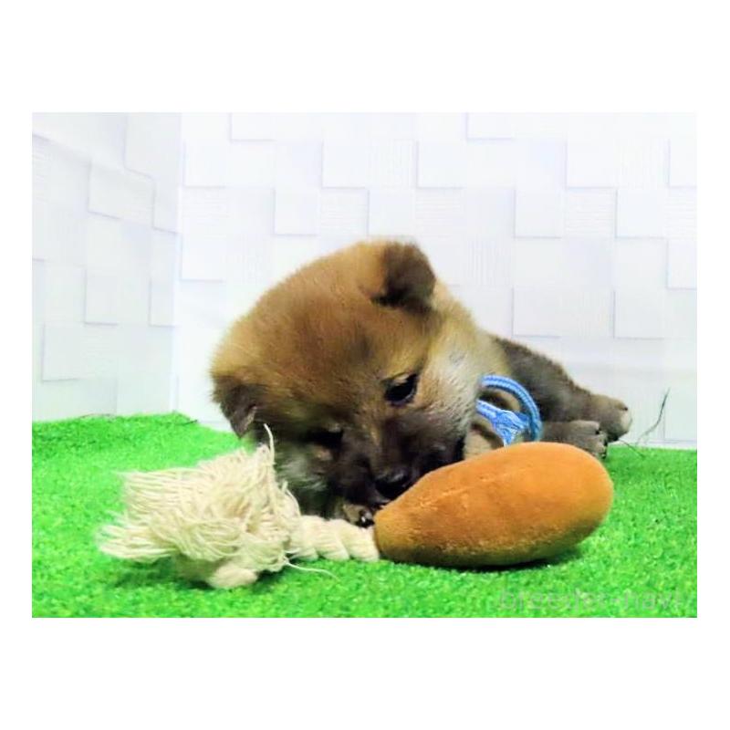 販売中の大阪府の柴犬-437494の18枚目