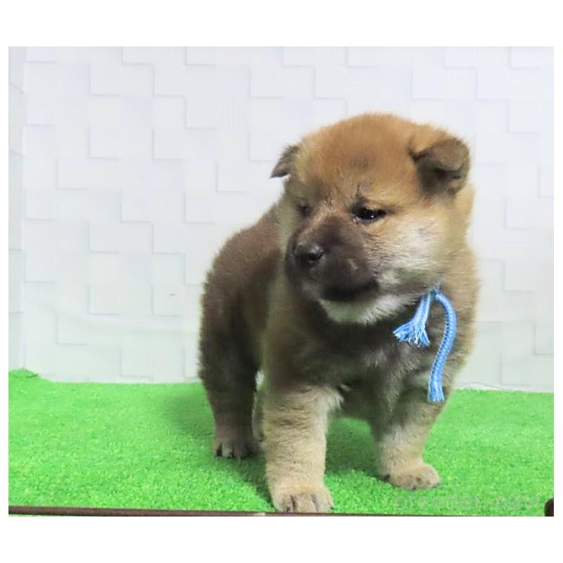 販売中の大阪府の柴犬-437494の12枚目