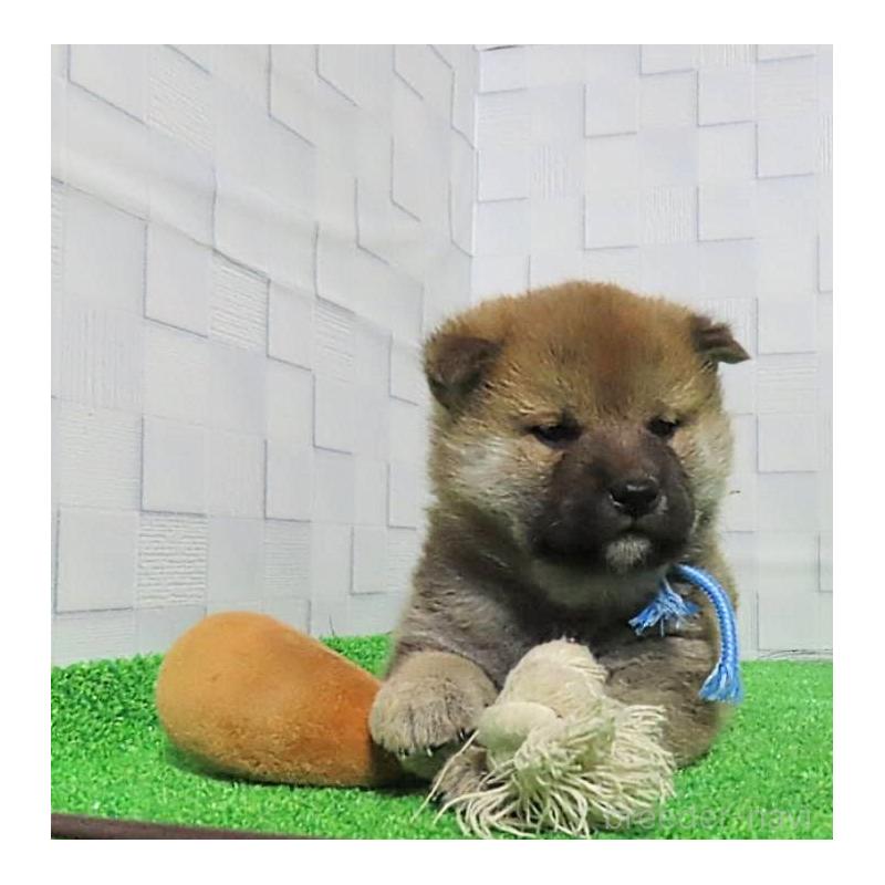 販売中の大阪府の柴犬-437494の10枚目