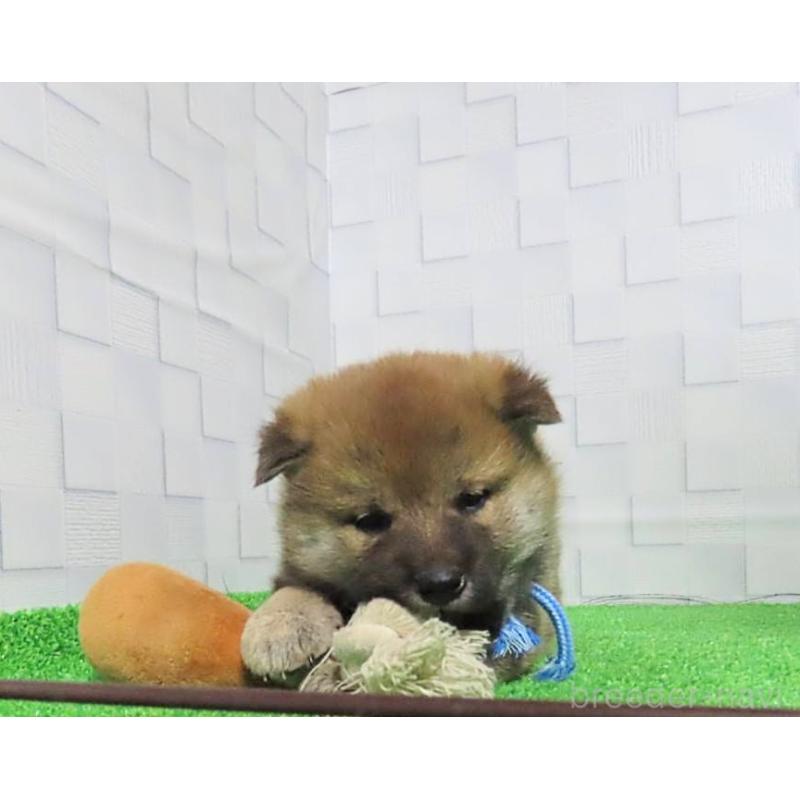 販売中の大阪府の柴犬-437494の11枚目