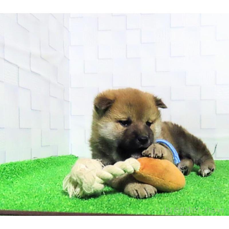 販売中の大阪府の柴犬-437494の7枚目