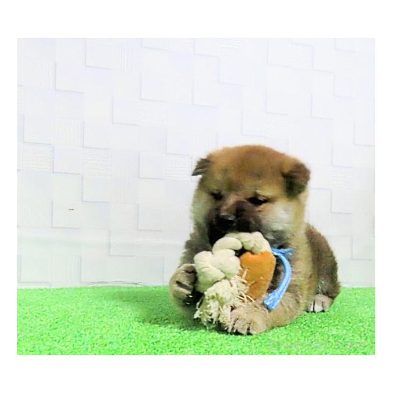 販売中の大阪府の柴犬-437494の5枚目