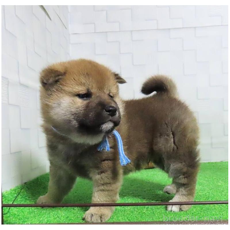 販売中の大阪府の柴犬-437494の4枚目