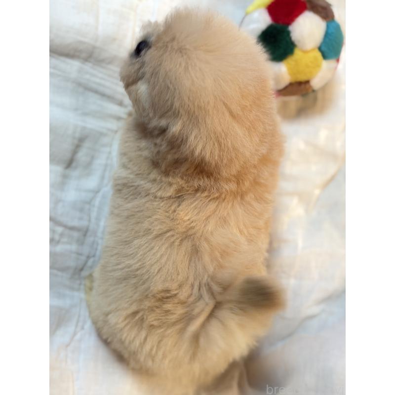 販売中の大分県のミックス犬-437496の5枚目