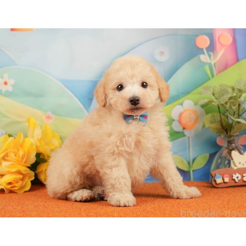 販売中の静岡県のトイプードル-437495の7枚目