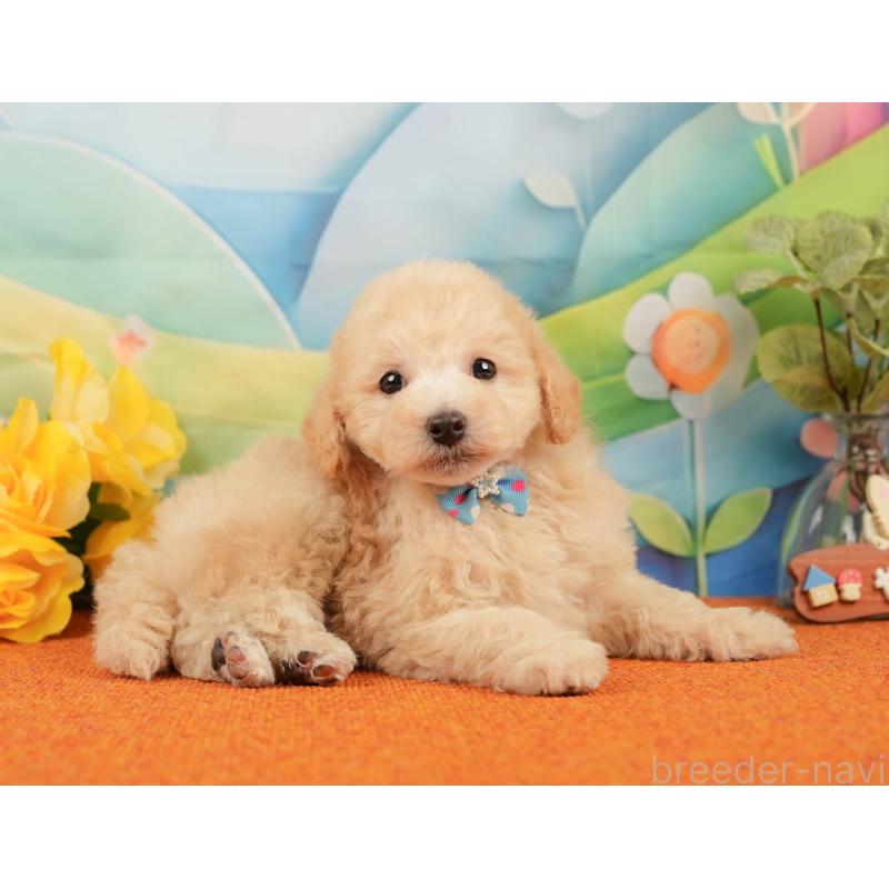 販売中の静岡県のトイプードル-437495の6枚目