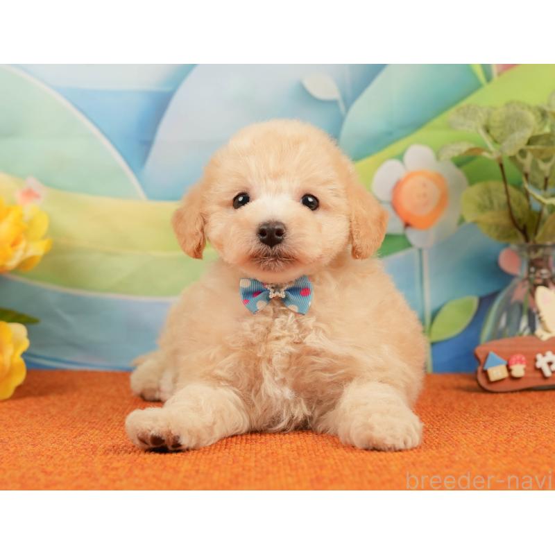 販売中の静岡県のトイプードル-437495の5枚目