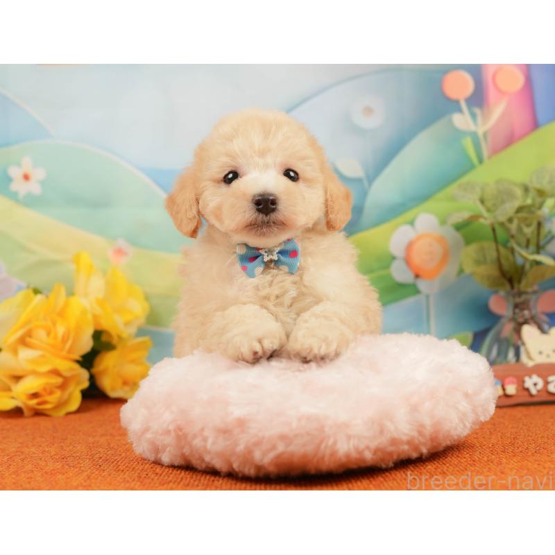 販売中の静岡県のトイプードル-437495の4枚目