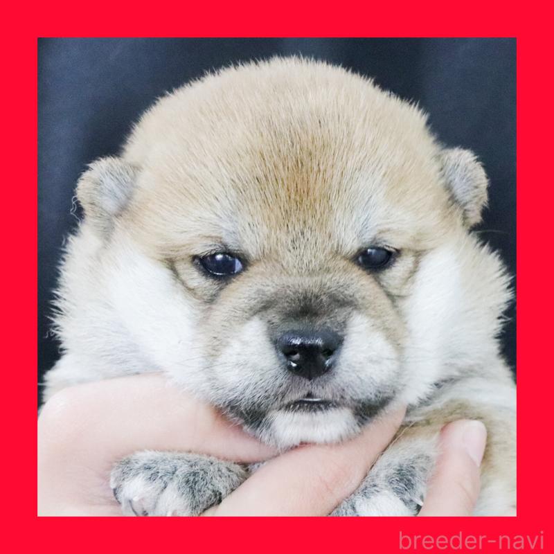 販売中の愛知県の柴犬-436016