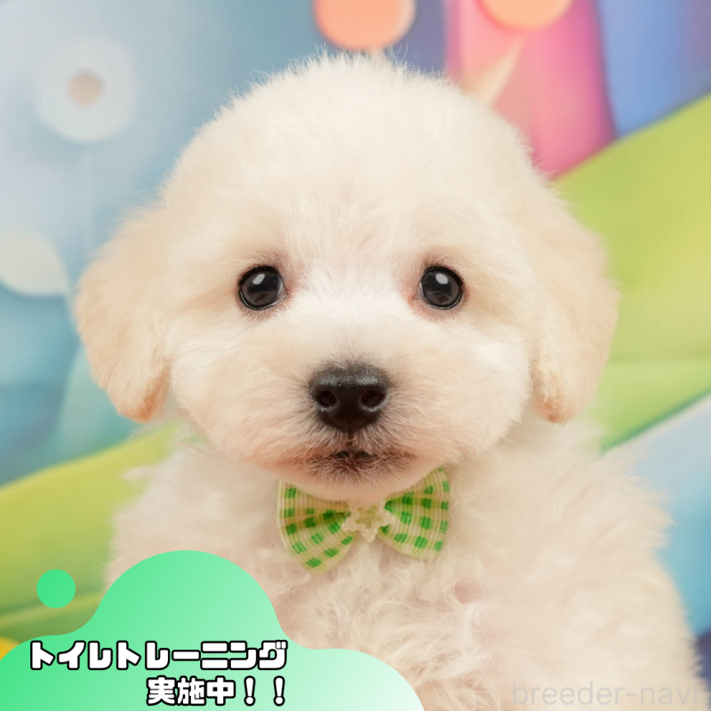 販売中の静岡県のトイプードル-437497