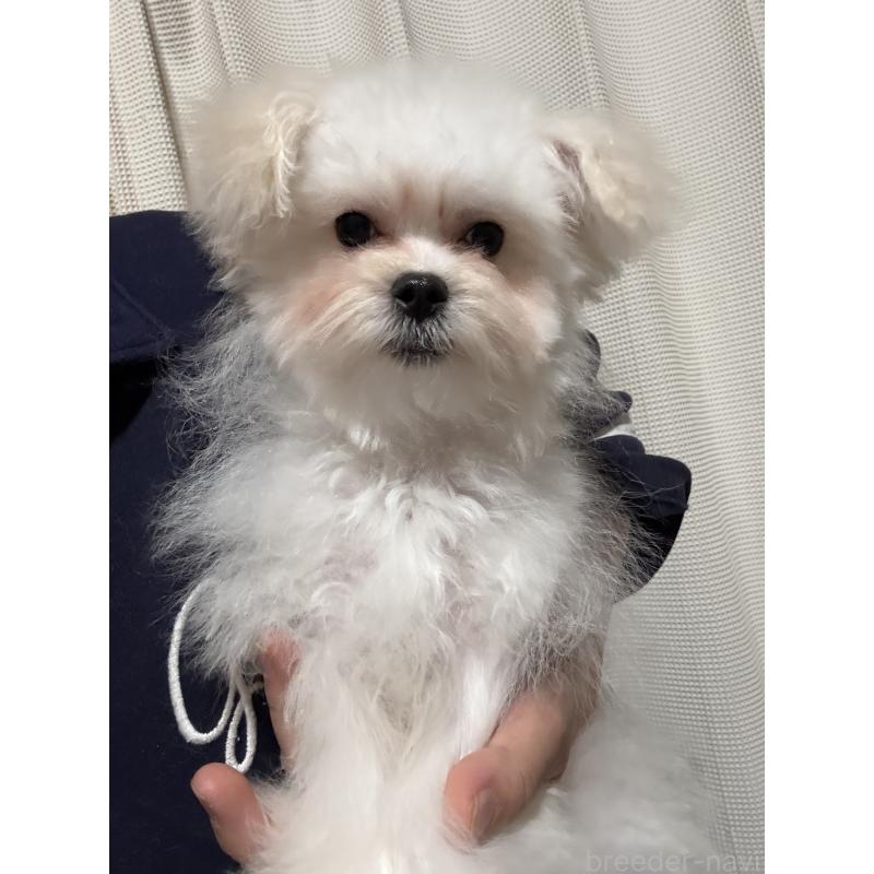 販売中の茨城県のマルプー:マルチーズ×トイプードル-419859の4枚目