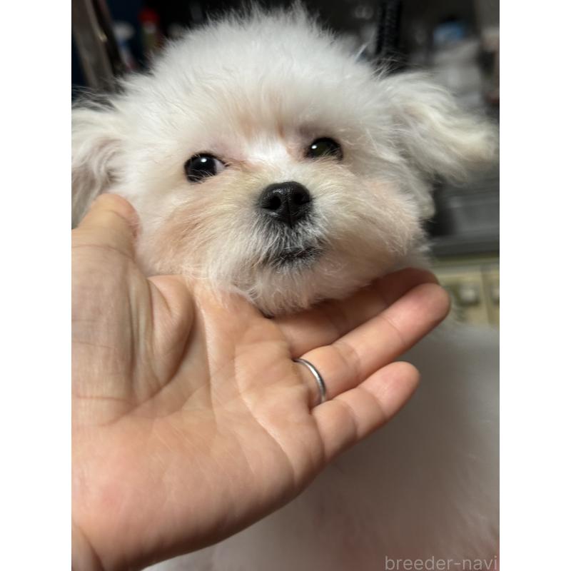 販売中の茨城県のマルプー:マルチーズ×トイプードル-419859の3枚目