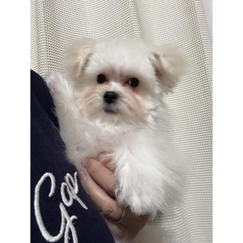 販売中の茨城県のマルプー:マルチーズ×トイプードル-419859の2枚目