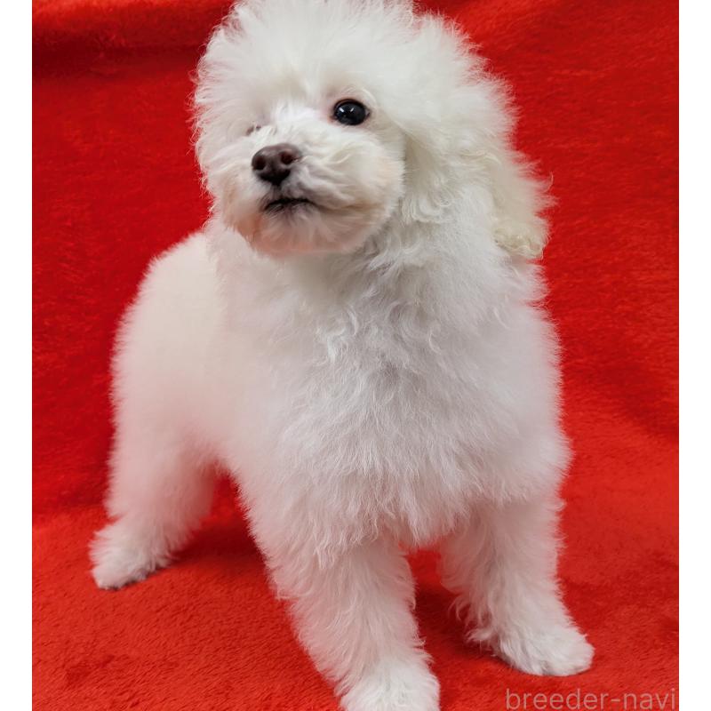 販売中の滋賀県のトイプードル-437499の7枚目